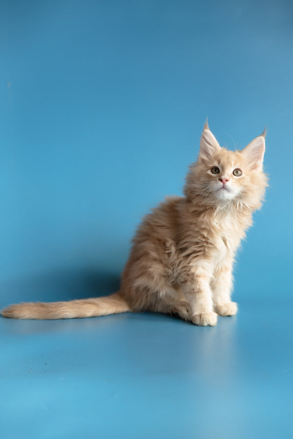 Zlatan | Maine Coon Kitten