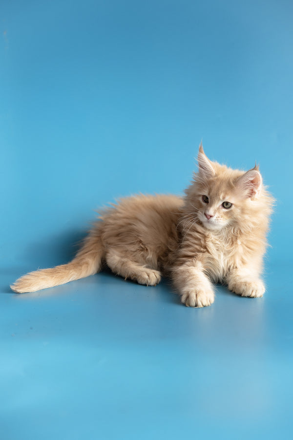 Zlatan | Maine Coon Kitten