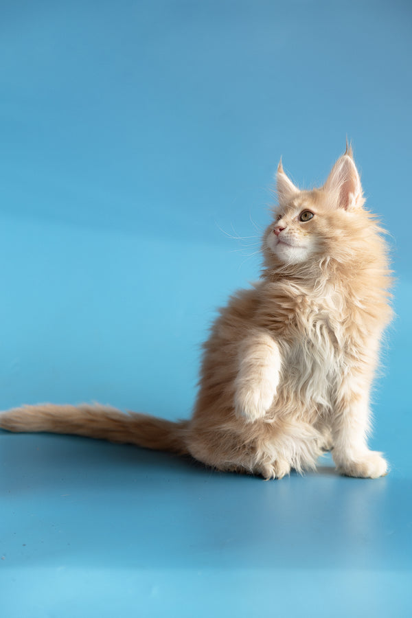Zlatan | Maine Coon Kitten