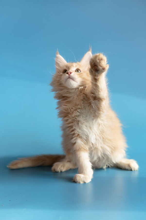 Zlatan | Maine Coon Kitten
