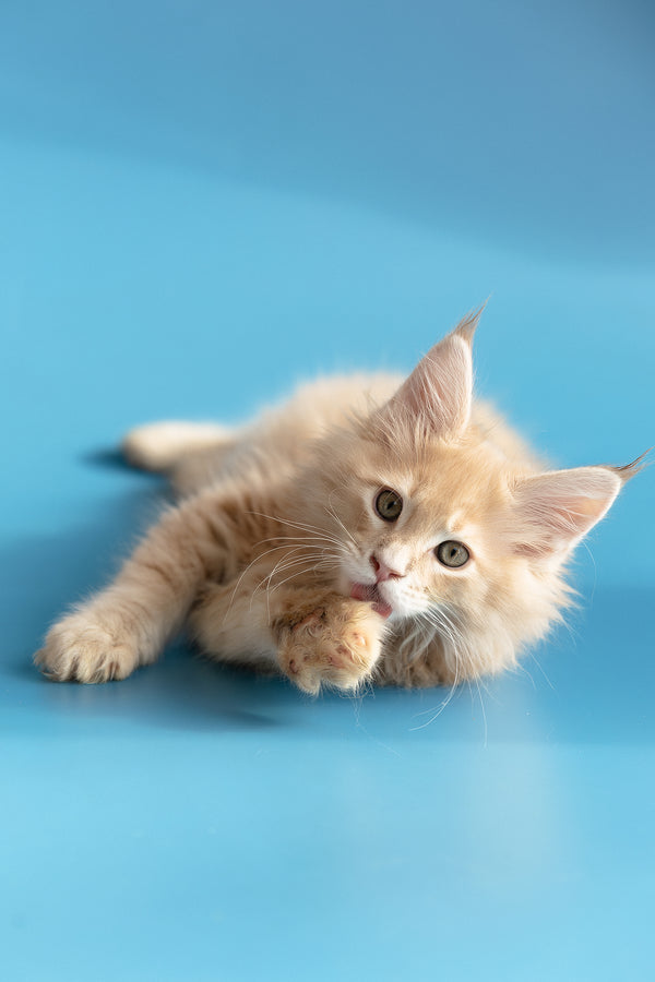 Zlatan | Maine Coon Kitten