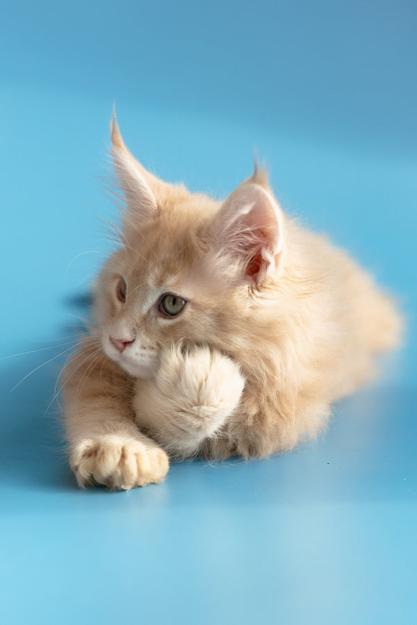 Zlatan | Maine Coon Kitten