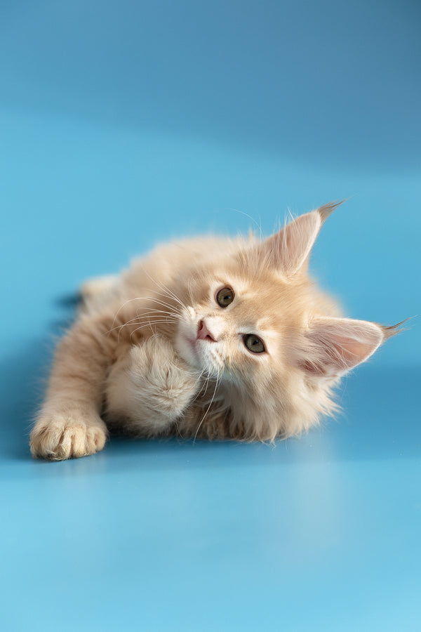 Zlatan | Maine Coon Kitten