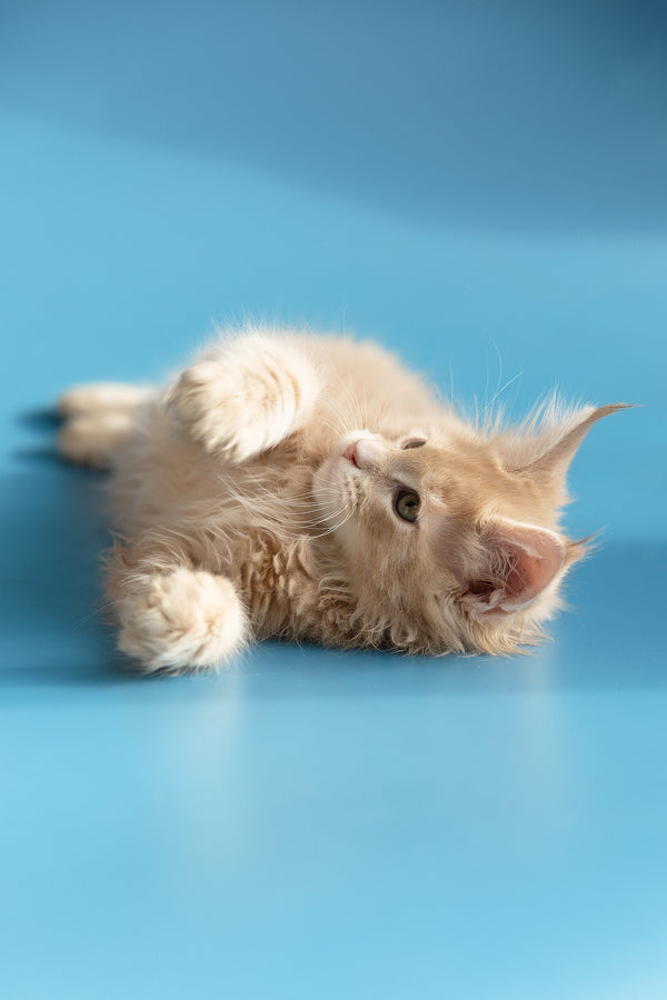 Zlatan | Maine Coon Kitten