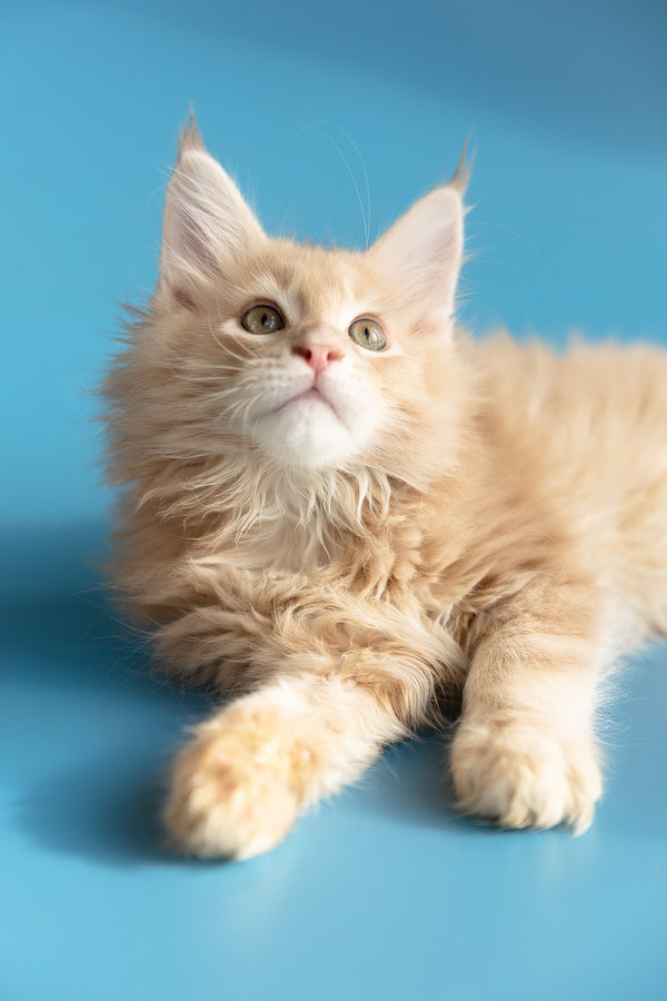 Zlatan | Maine Coon Kitten