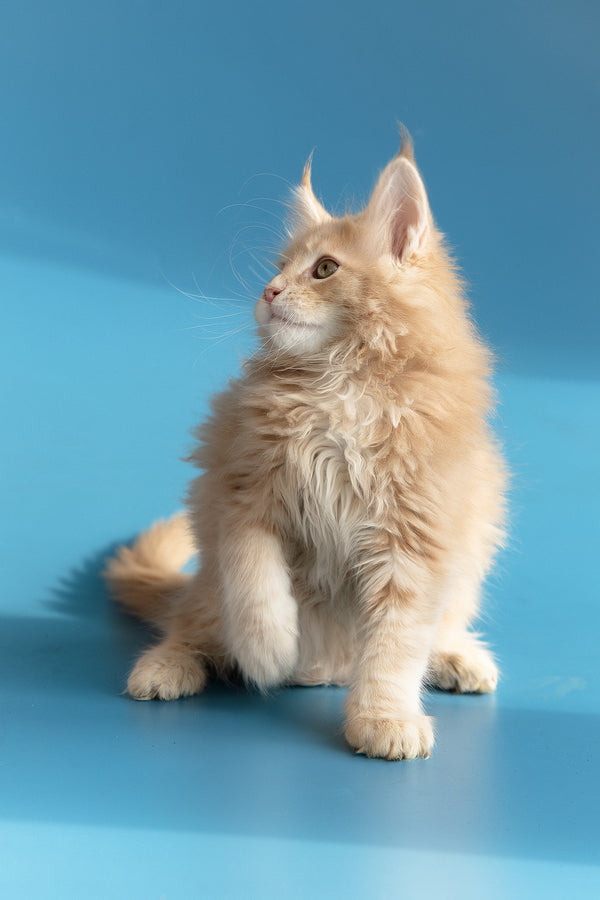 Zlatan | Maine Coon Kitten