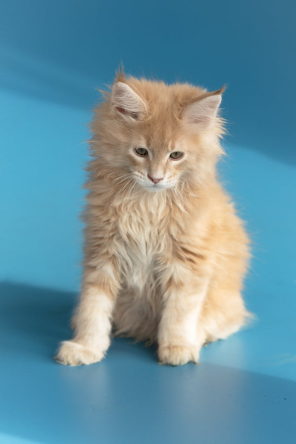 Zlatan | Maine Coon Kitten