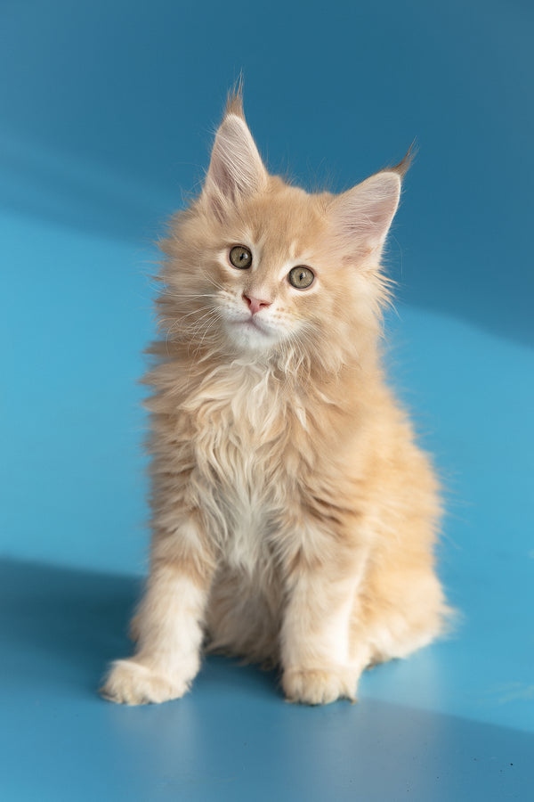 Zlatan | Maine Coon Kitten