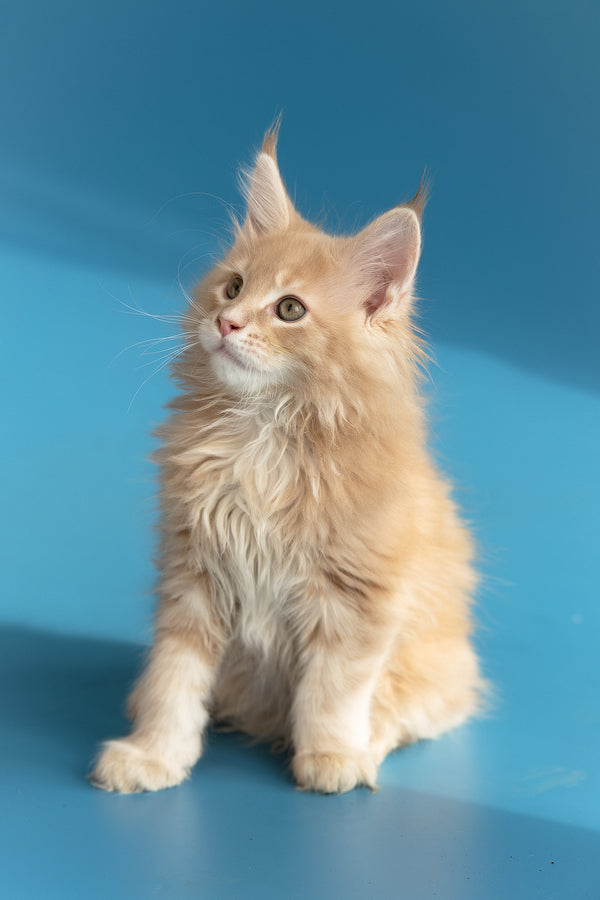 Zlatan | Maine Coon Kitten