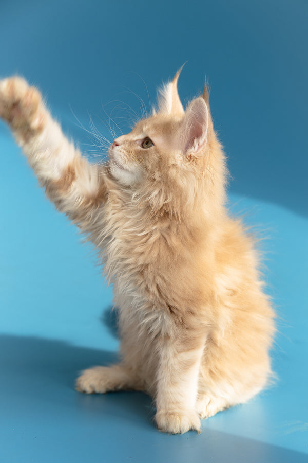 Zlatan | Maine Coon Kitten