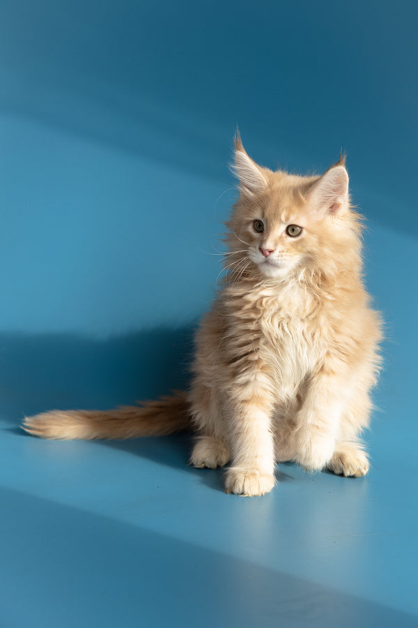 Zlatan | Maine Coon Kitten