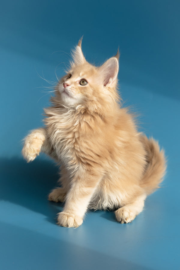 Zlatan | Maine Coon Kitten