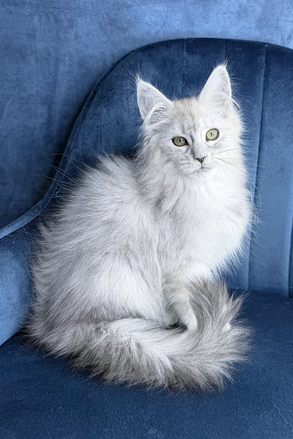 Zvezda | Maine Coon Kitten