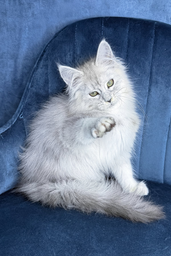 Zvezda | Maine Coon Kitten