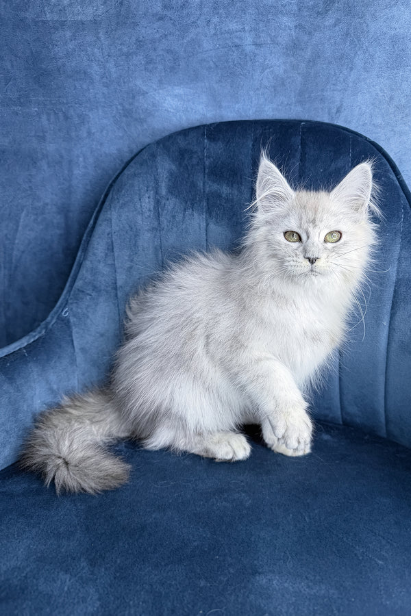 Zvezda | Maine Coon Kitten