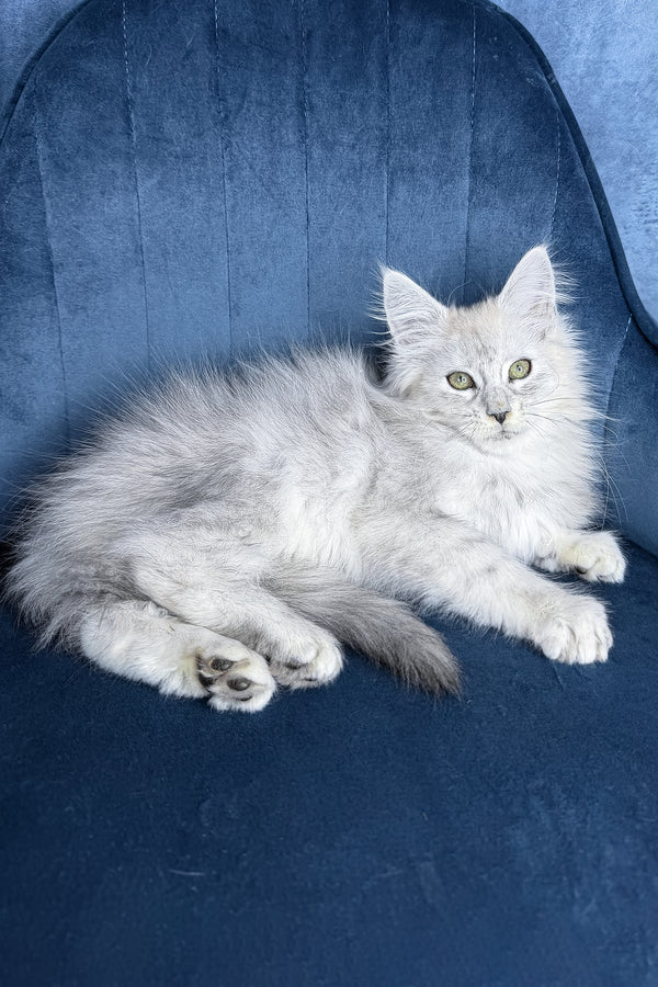 Zvezda | Maine Coon Kitten