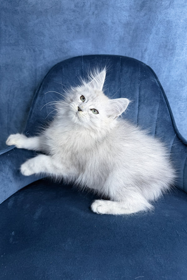 Zvezda | Maine Coon Kitten