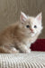 Richi | Maine Coon Kitten