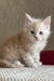 Richi | Maine Coon Kitten
