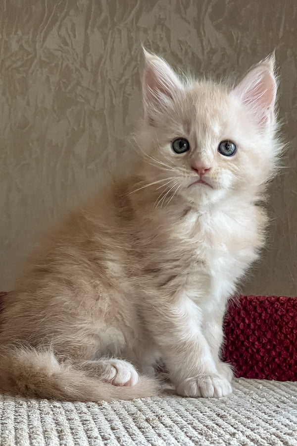 Richi | Maine Coon Kitten
