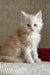 Richi | Maine Coon Kitten