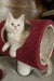 Richi | Maine Coon Kitten