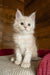 Richi | Maine Coon Kitten