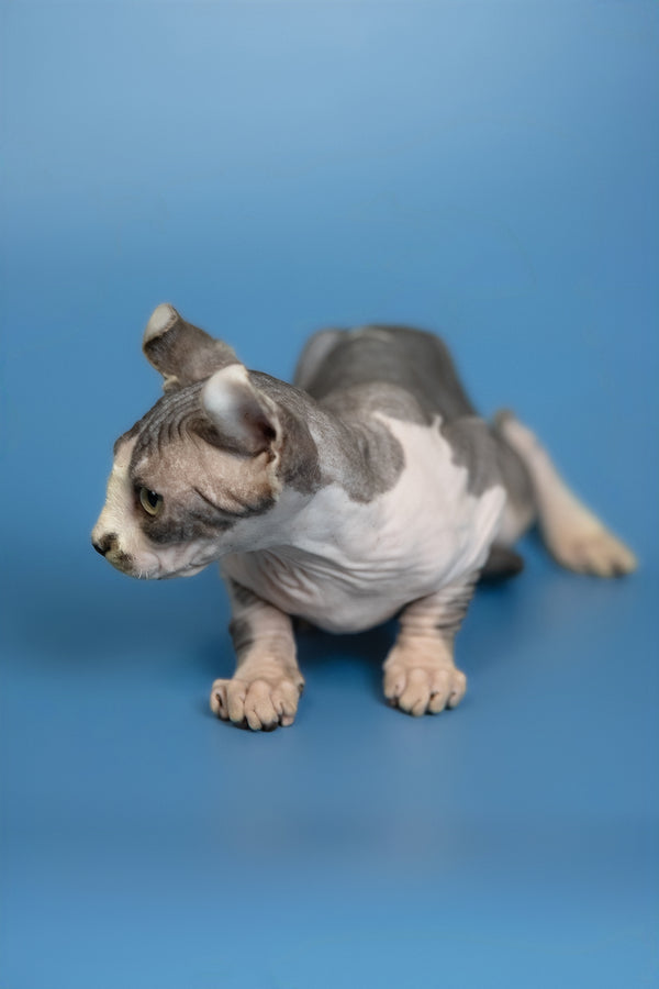 Eman | Elf Sphynx Kitten
