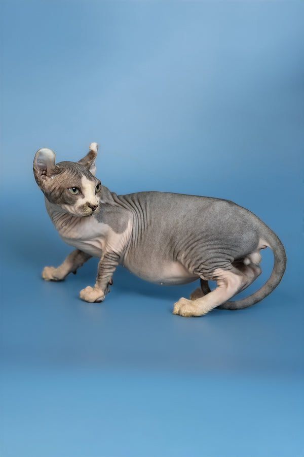 Eman | Elf Sphynx Kitten