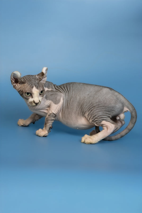Eman | Elf Sphynx Kitten