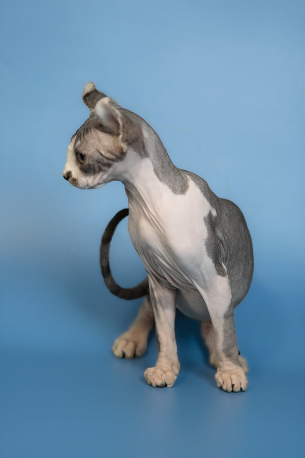 Eman | Elf Sphynx Kitten
