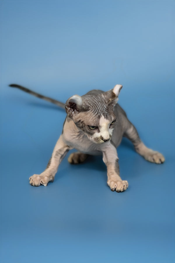 Eman | Elf Sphynx Kitten