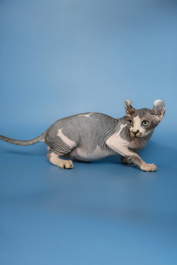 Eman | Elf Sphynx Kitten