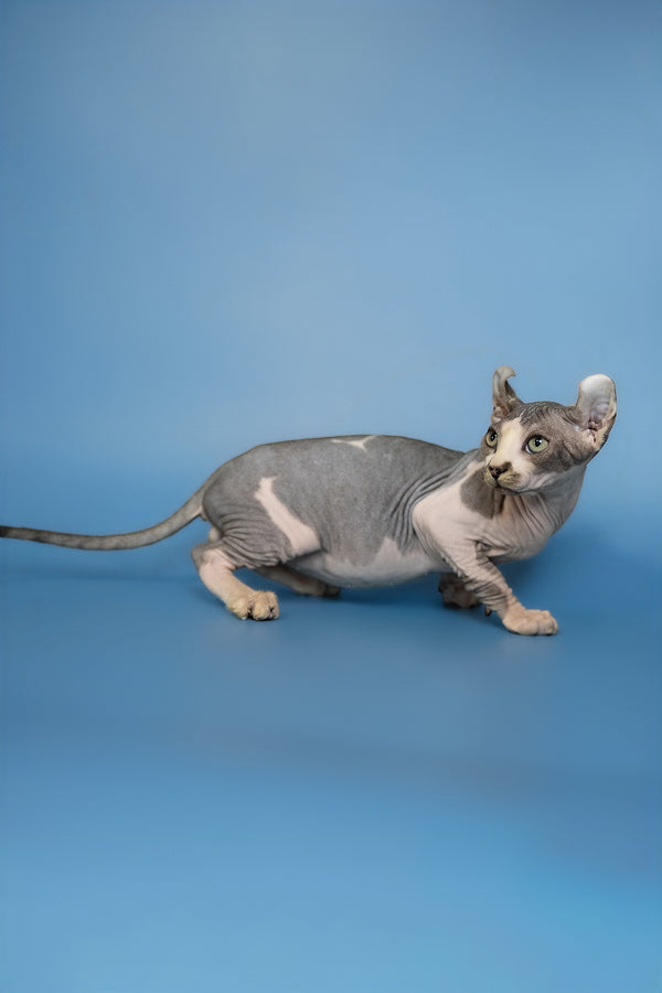 Eman | Elf Sphynx Kitten