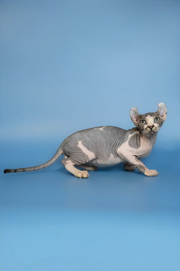 Eman | Elf Sphynx Kitten