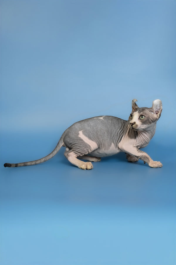Eman | Elf Sphynx Kitten