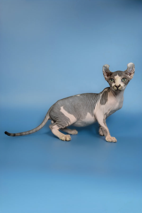 Eman | Elf Sphynx Kitten