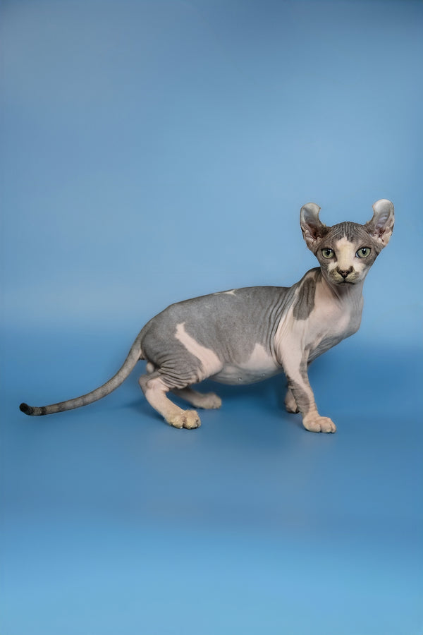 Eman | Elf Sphynx Kitten