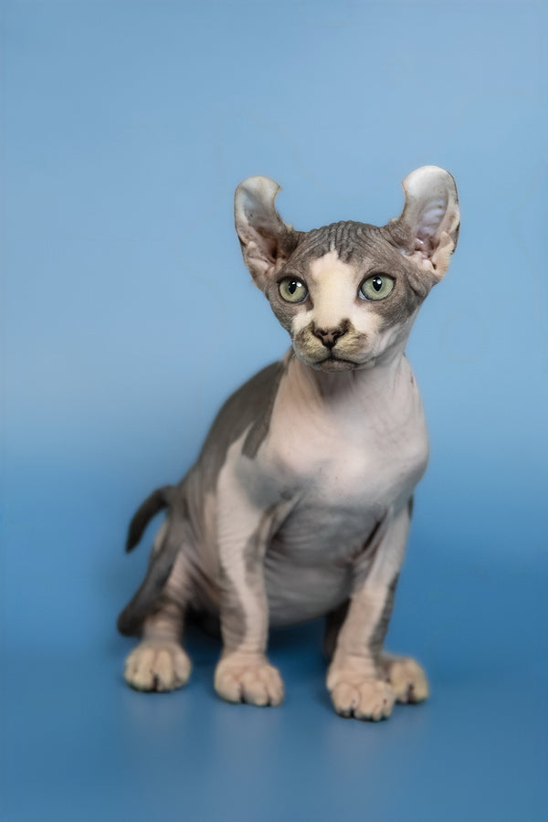 Eman | Elf Sphynx Kitten