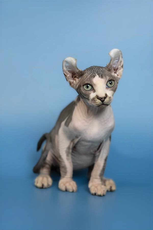 Eman | Elf Sphynx Kitten