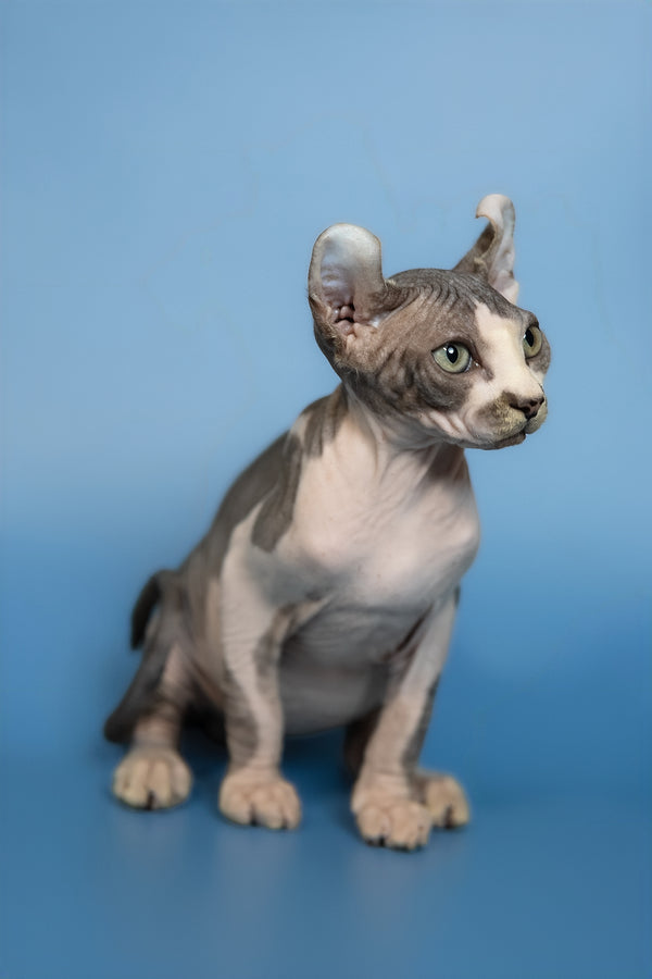 Eman | Elf Sphynx Kitten