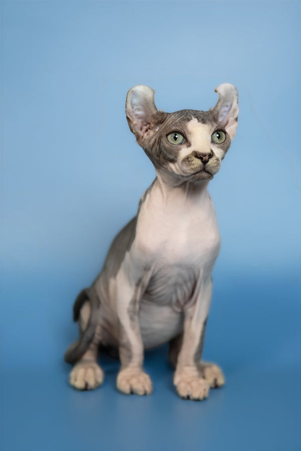 Eman | Elf Sphynx Kitten