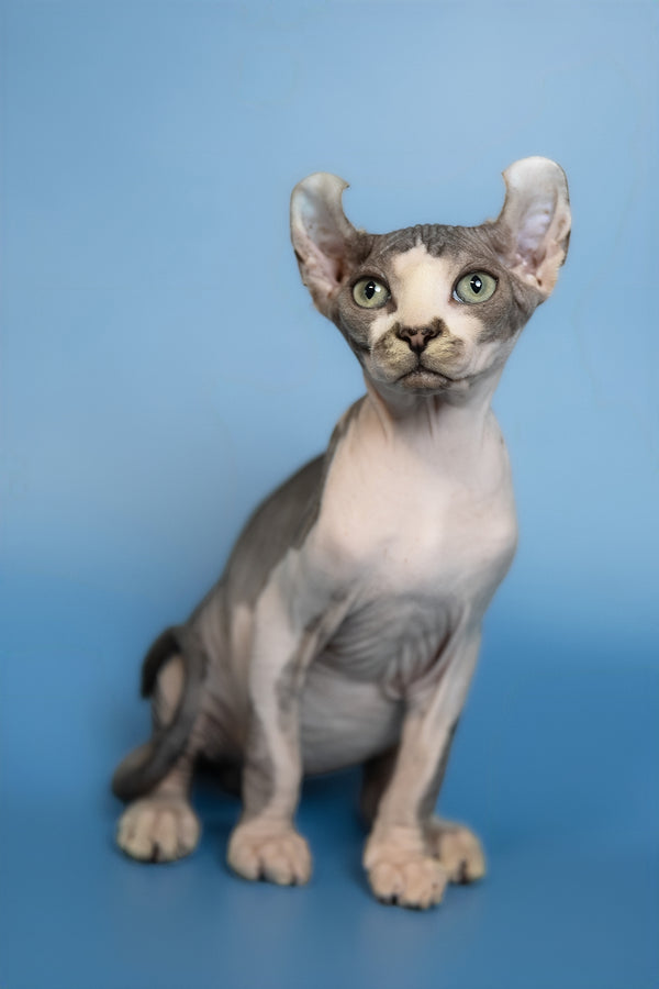 Eman | Elf Sphynx Kitten