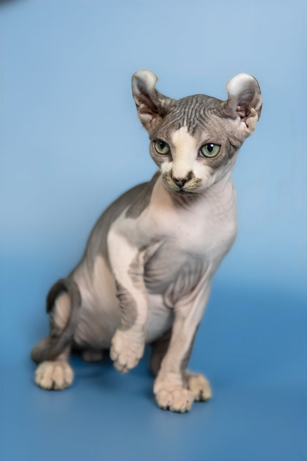 Eman | Elf Sphynx Kitten