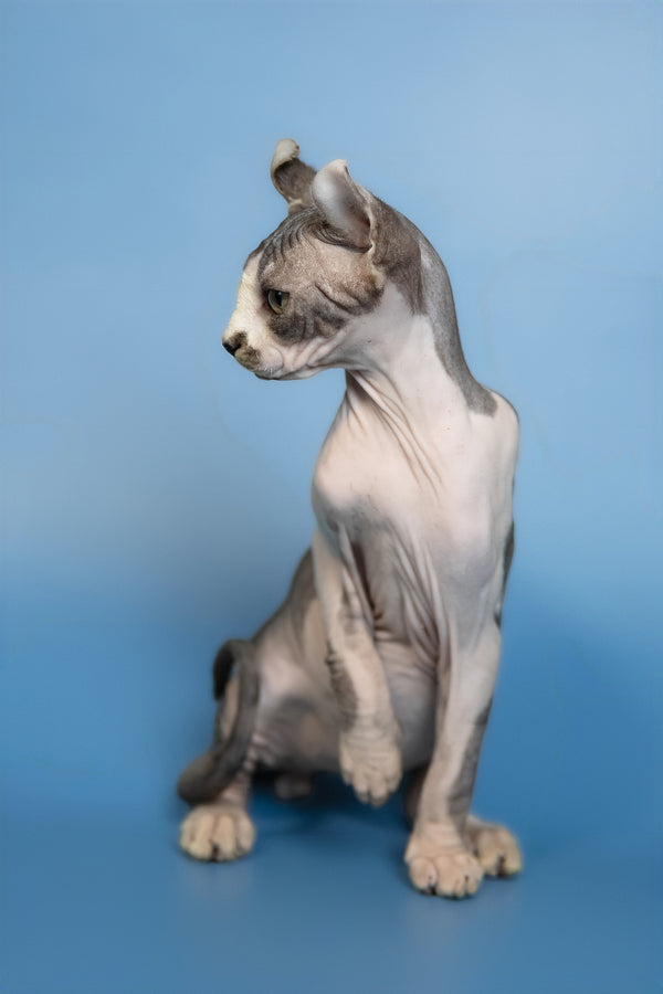 Eman | Elf Sphynx Kitten