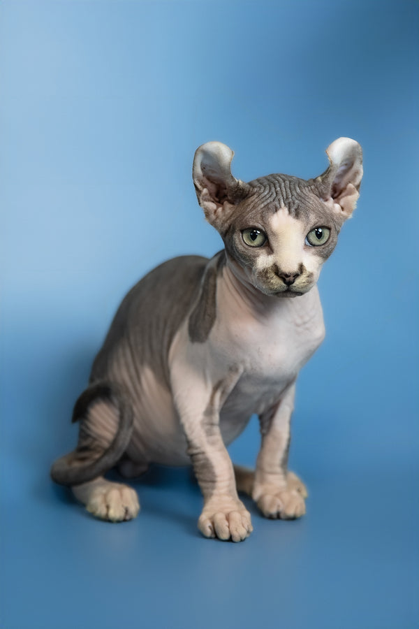 Eman | Elf Sphynx Kitten