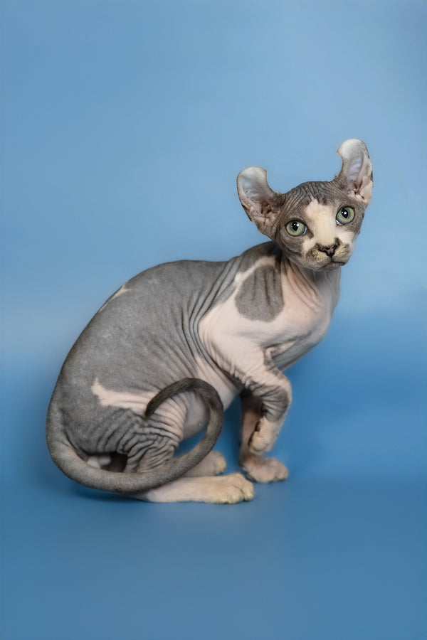 Eman | Elf Sphynx Kitten