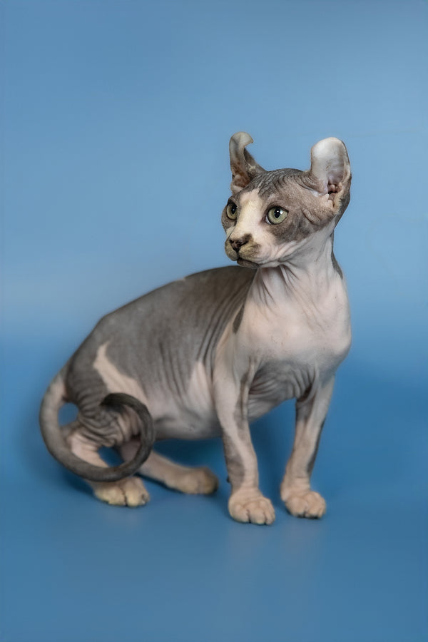 Eman | Elf Sphynx Kitten