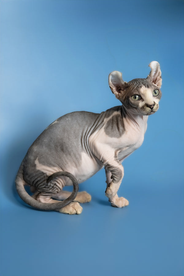 Eman | Elf Sphynx Kitten