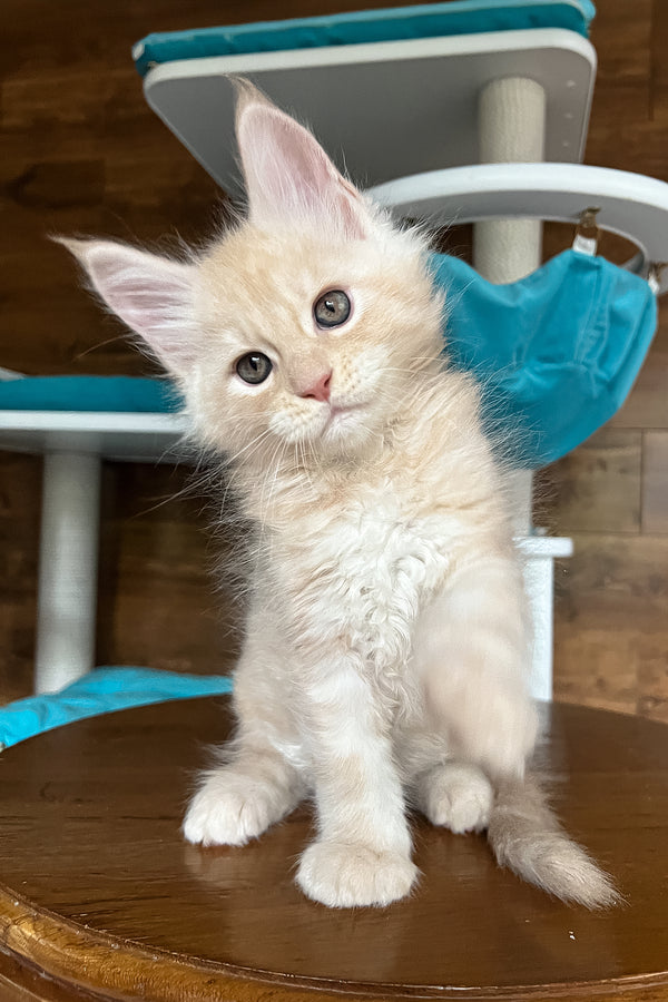 Richi | Maine Coon Kitten